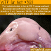 the blobfish world ugliest fish