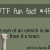 the brain of an ostrich