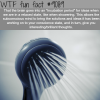 the brains incubation period wtf fun fact