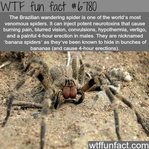 The Brazilian wandering spider - WTF fun fact
