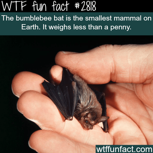  The bumblebee bat - WTF fun facts