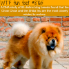 the closest dog to the wolf wtf fun facts