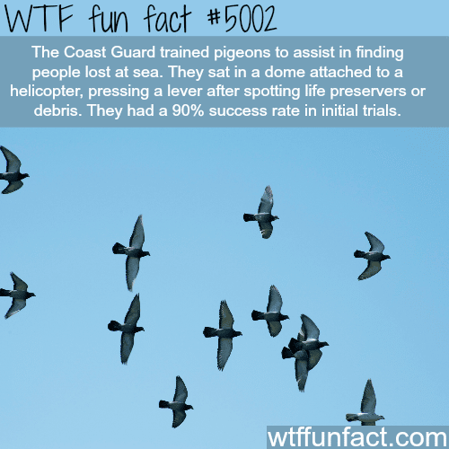 The Coast Guard is training pigeons to find people lost at sea - WTF fun facts