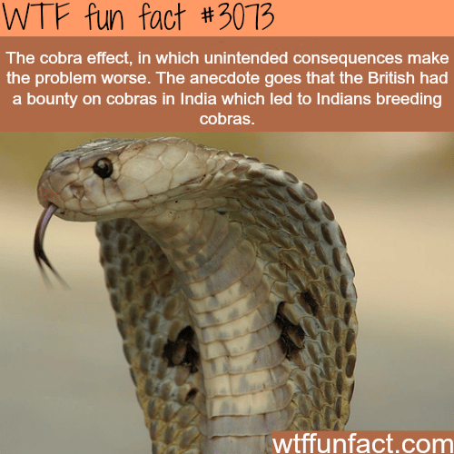 The cobra effect -  WTF fun facts