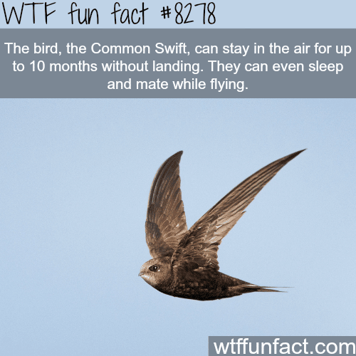 The Common Swift - WTF fun facts