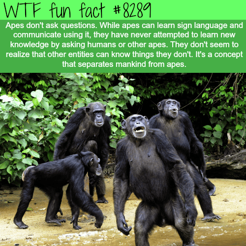 The concept that separates mankind from apes - WTF fun facts