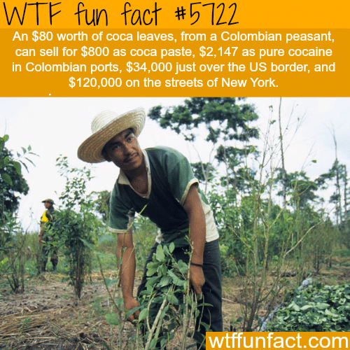 The cost of coca leaves - WTF fun facts
