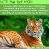 the declining population of tigers