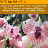 the demon orchid wtf fun fact