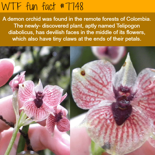The demon orchid - WTF fun fact