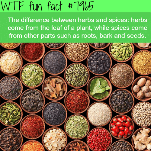 The difference between herbs and spices - WTF fun facts