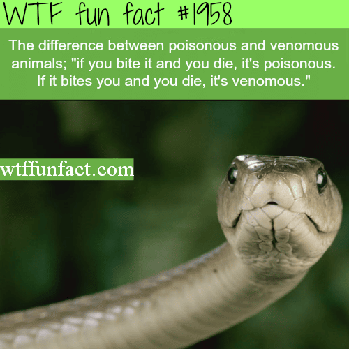 The difference between poisnous and venomous - WTF fun facts
