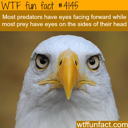 The difference between predator and prey -  WTF fun facts