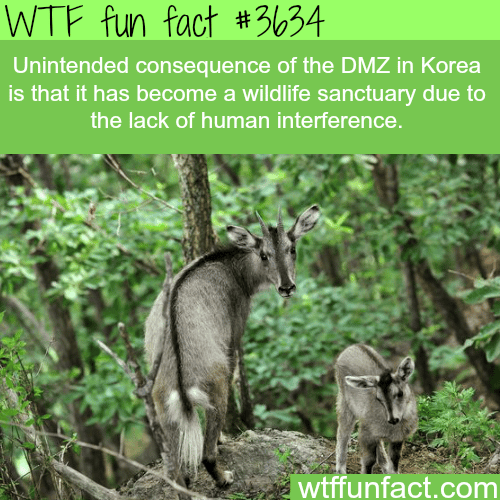 The DMZ in Korea has some awesome wildlife -  WTF fun facts