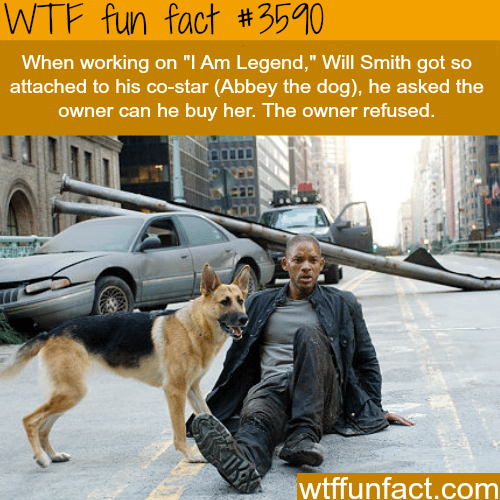 The dog and Will Smith in “I am  legend” -  WTF fun facts