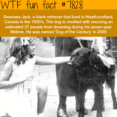 The dog of the century - WTF fun facts