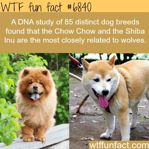 The dogs that are closely related to wolves - WTF fun fact
