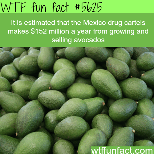 The drug cartels make millions from selling avocados - WTF fun fact