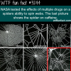 the effects of drugs on a spider