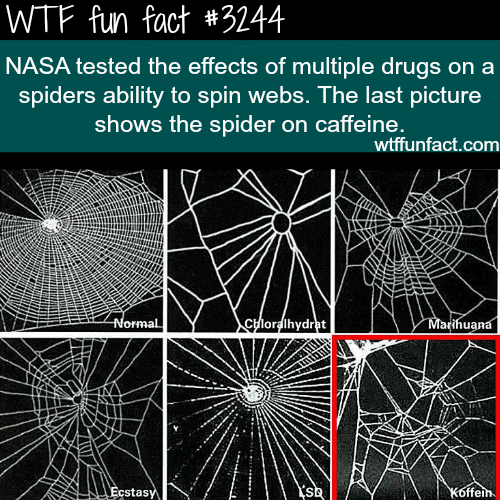 The effects of drugs on a spider -  WTF fun facts