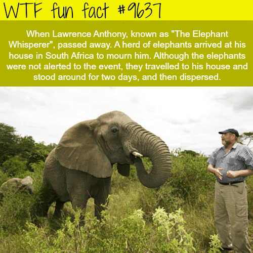 The Elephant Whisperer - WTF fun fact