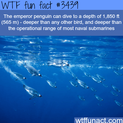 The emperor penguin -  WTF fun facts