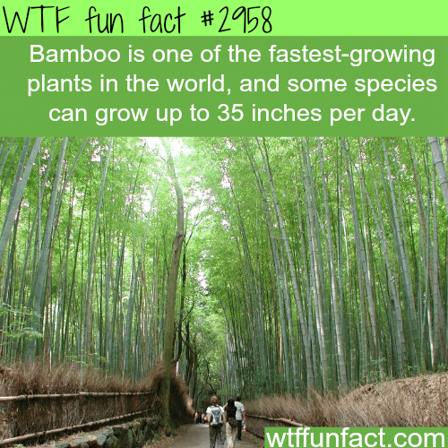 The fastest growing plants -  WTF fun facts