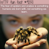 the fear of spiders wtf fun facts