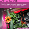 the first flower to bloom in space wtf fun facts