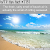 the fresh smell of the sea wtf fun facts