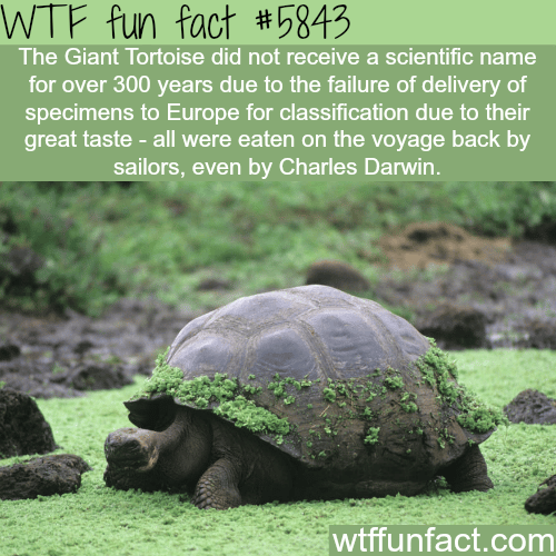 The Giant Tortoise - WTF fun facts
