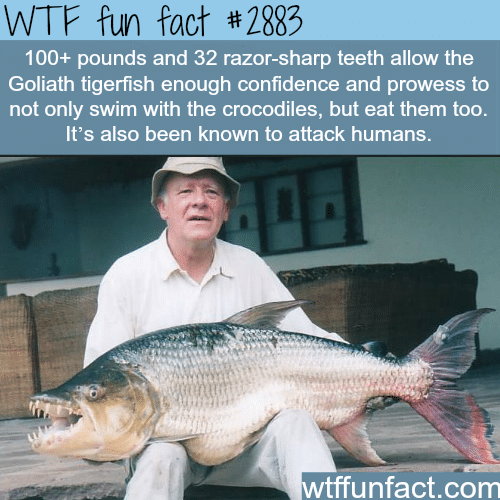 The Goliath tigerfish -  WTF fun facts
