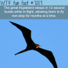 the great frigatebird wtf fun fact