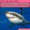 the great white sharks facts