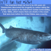 the greenland shark wtf fun facts