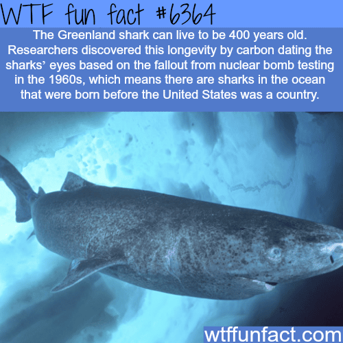 The Greenland shark - WTF fun facts