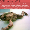 the hairy frog wtf fun fact
