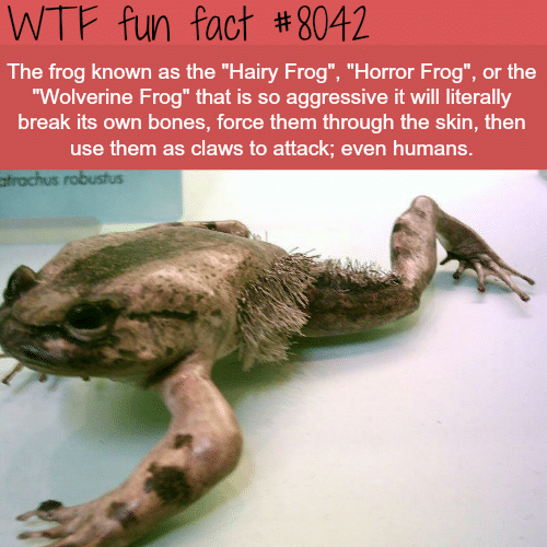 The Hairy Frog - WTF fun fact