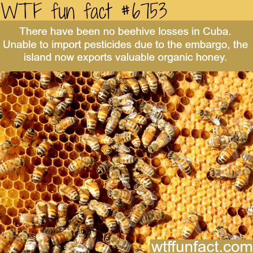 The honey population in Cuba is on the rise  - WTF fun fact