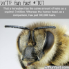 the honeybee has more hair than humans wtf fun