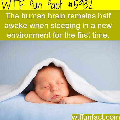 The human brain - WTF fun facts