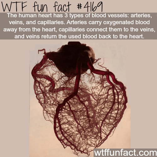 The human heart has blood vessels -  WTF fun facts