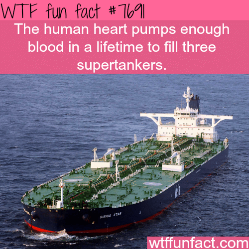 The human heart - WTF FUN FACTS