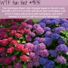 the hydrangea flower wtf fun fact