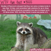 the intelligence of the raccoons wtf fun facts
