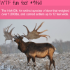 the irish elk wtf fun fact
