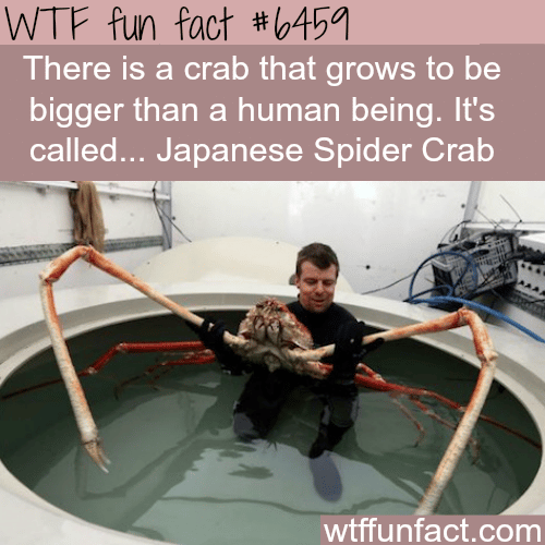 The Japanese Spider Crab - WTF fun facts