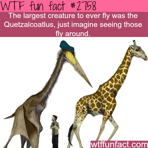 The largest animal ever to fly - WTF fun facts