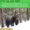 the largest bear in banff national park wtf fun