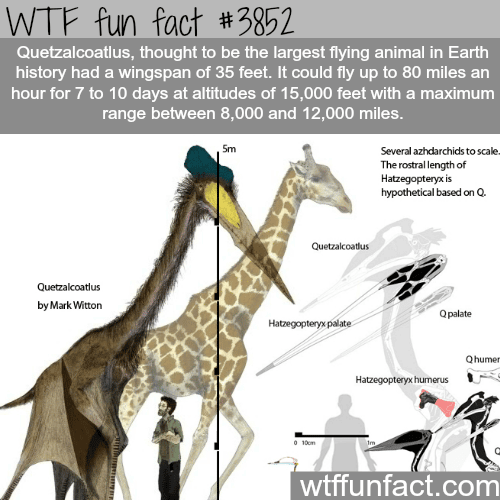 The largest flying animal ever - WTF fun facts